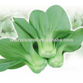 MPK08 XG short plant f1 hybrid pakchoi seeds for sales